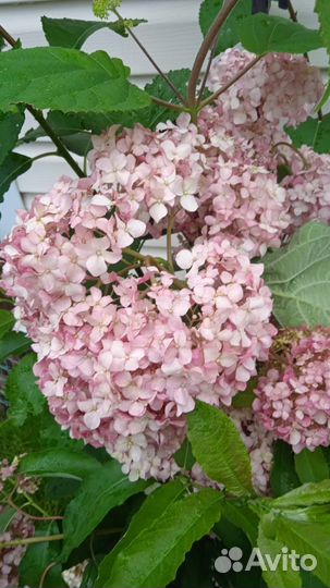 Гортензии много сортов