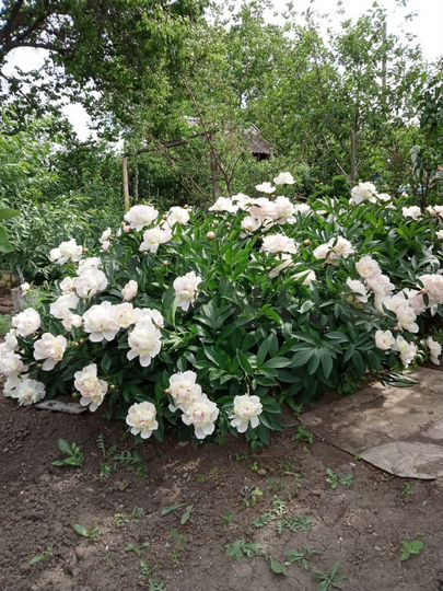 Дача 30 м² на участке 6 сот.