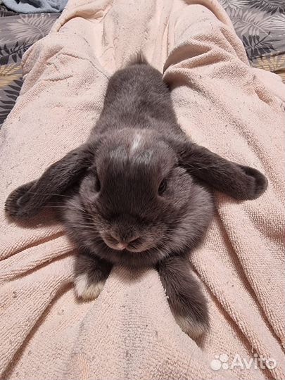 Кролик в аренду