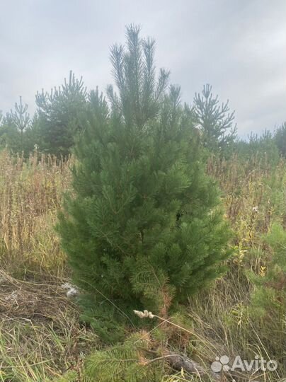 Новогодние елки сосны