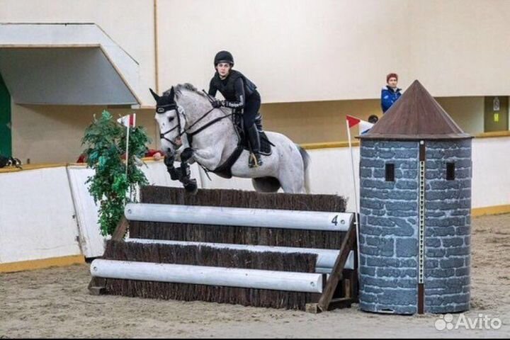 Тренер-берейтор по конному спорту. аренда лошадей