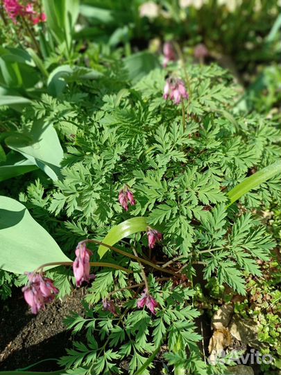 Цветы для сада