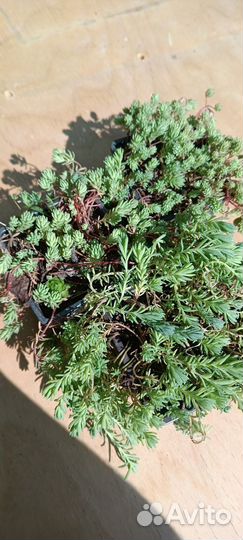 Очиток испанский