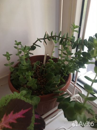 Комнатные цветы