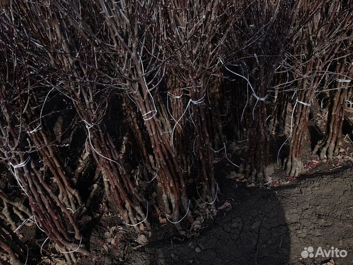 Саженцы плодовых деревьев