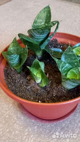 Сансевиерия Ханни