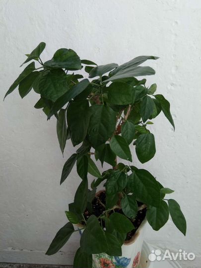 Взрослые кусты гибискусов