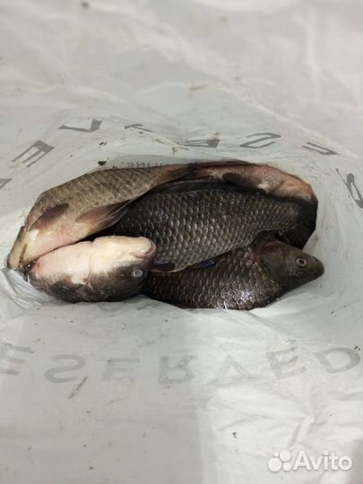 Карась свежий