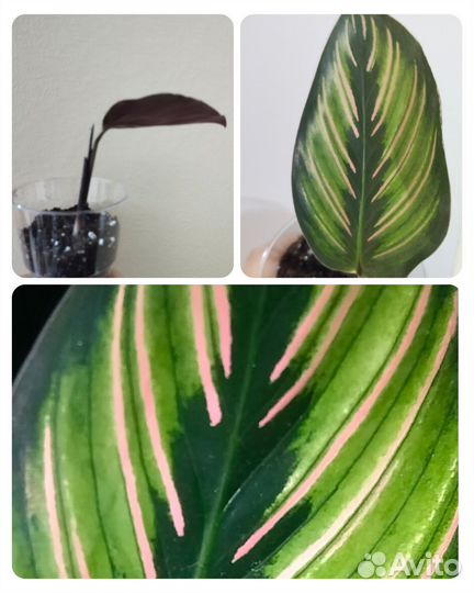 Калатея орната сандериана