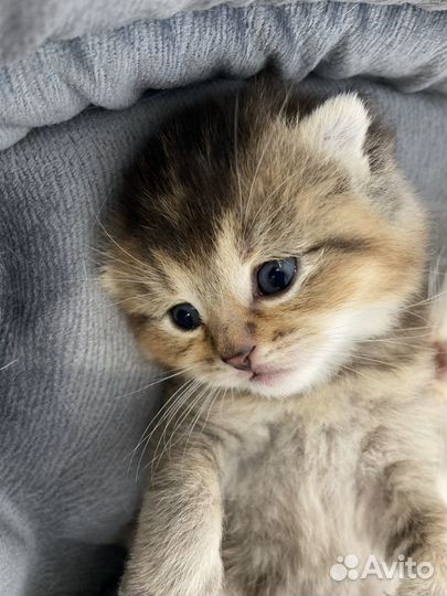 Шотландские котята