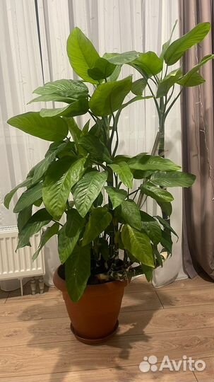 Спатифиллум