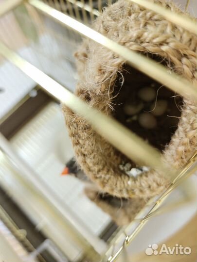 Птицы амадины