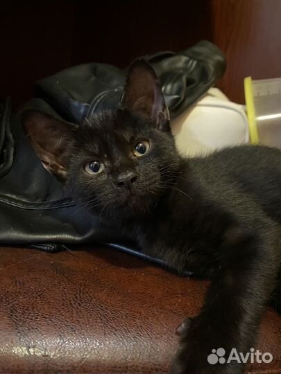 Донской сфинкс