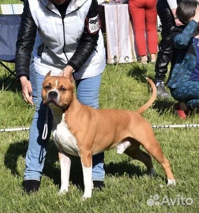 Вязка кобель американский стаффордширский терьер
