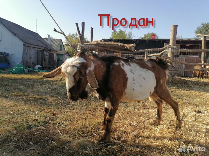 Продам козликов. Альпо-нубийцы и нубийцы