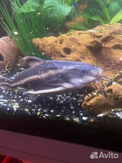 Сом Платидорас