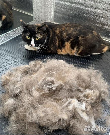 Груминг (стрижка собак, кошек, вычёсывание)