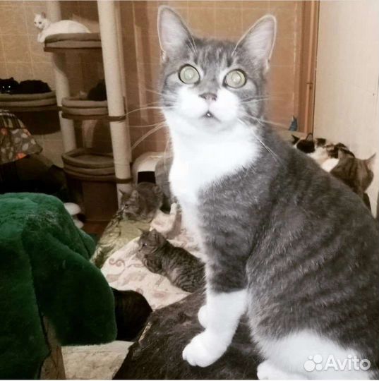 Кошечка Миссури