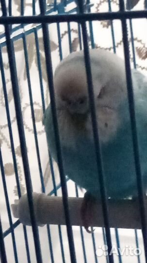 Волнистый попугай с клеткой