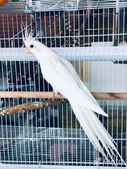 Попугай Корелла альбинос