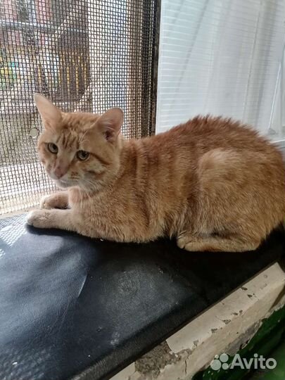 Ласковый котик