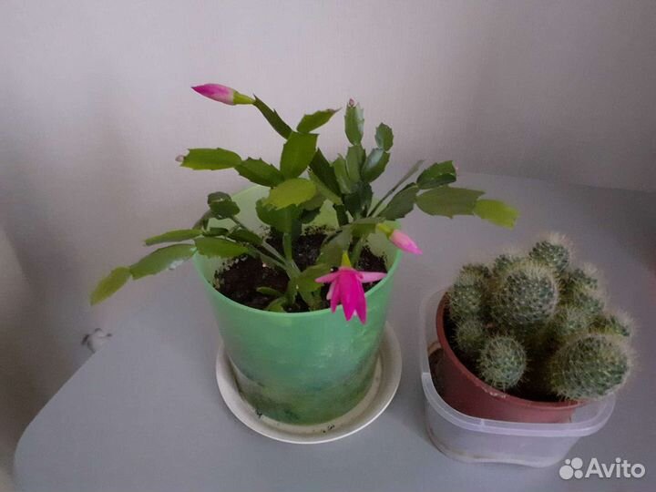 Декабрист и кактус продам