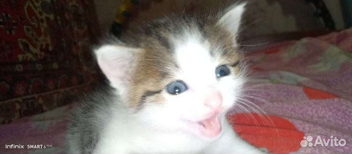 Котёнок серо-белый