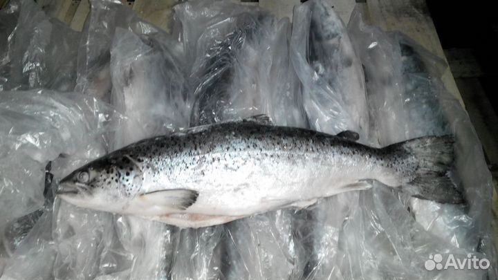 Семга (лосось) Премиум. Доставка бесплатно