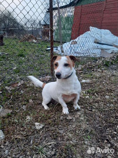 Джек Рассел терьер