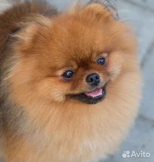 Настоящий померанец-медвежонок