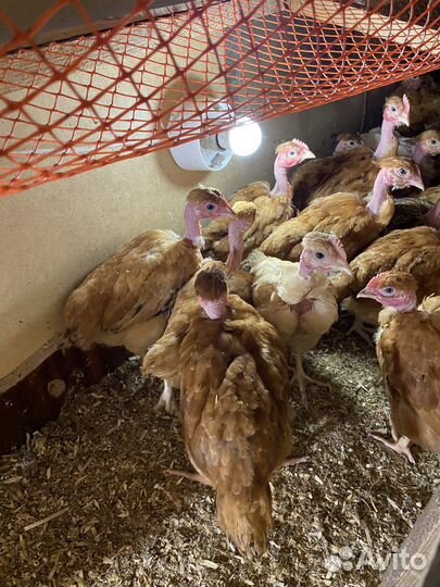 Молодки и цыплята