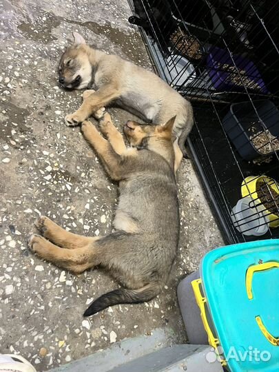 Отдам шенков