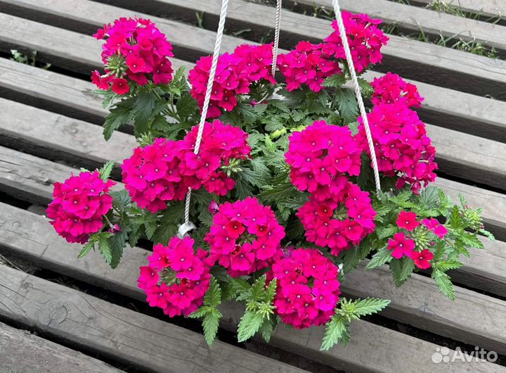 Вербена вегетативная