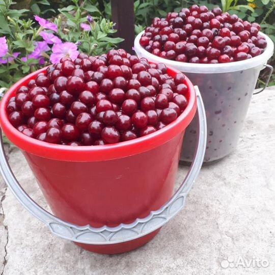 Саженцы Вишни