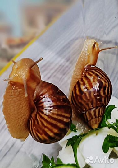 Улитки ахатины