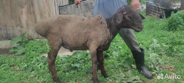 Бараны, Овцы