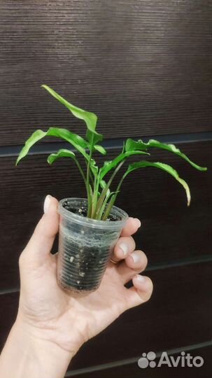 Редкий Синг Nguengi Laima mutation