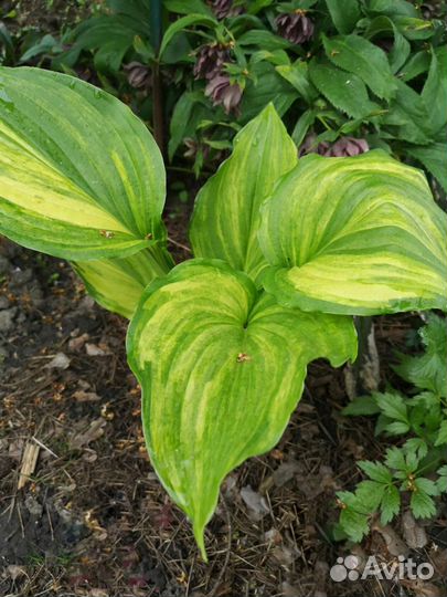 Хосты коллекционные Sea Sunrise,Mito-no-hana и др