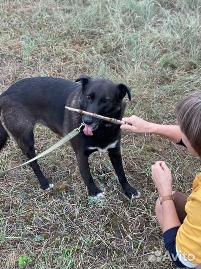Отдам смышленную собаку в добрые руки