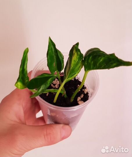 Филодендрон, сингониум и др