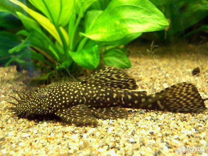 Сом анциструс