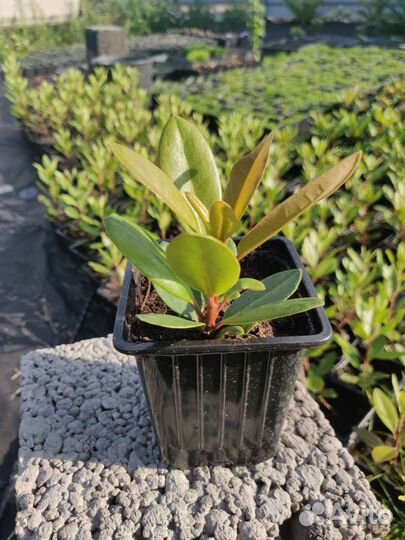 Рододендрон Гаага(Haaga)