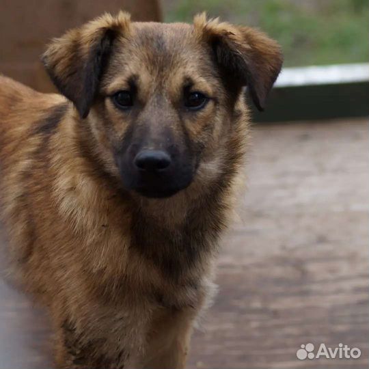 Щенок/ собака в добрые руки бесплатно