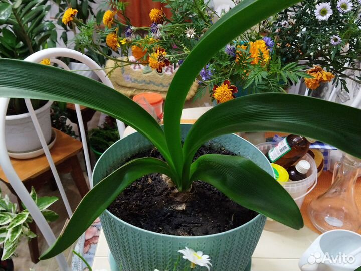 Кодиеум кротон