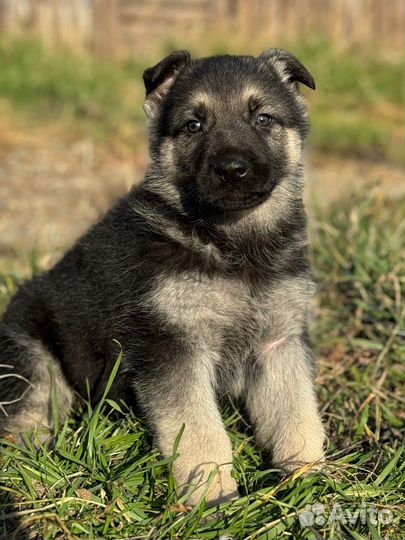 Восточноевропейская овчарка