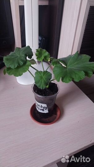 Пеларгония герань