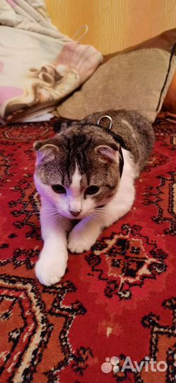 Шотландские кот отдам в добрые руки