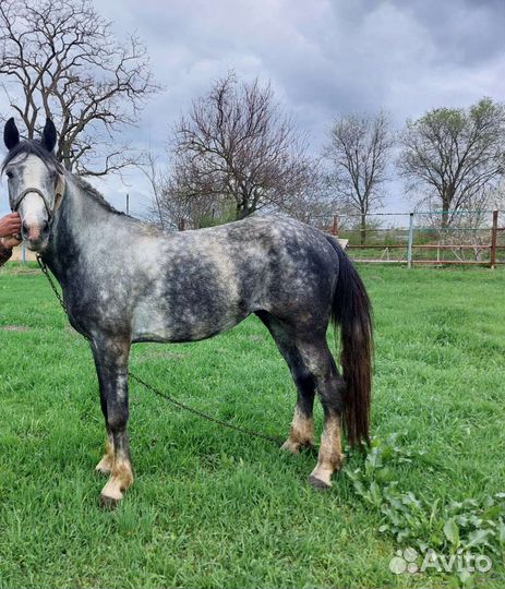 Жеребец орловской породы