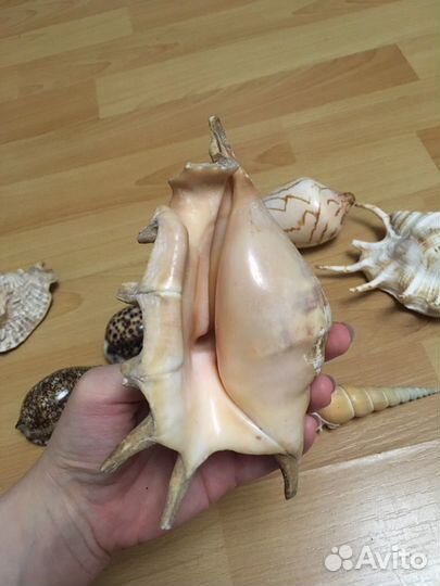 Морские ракушки раковины