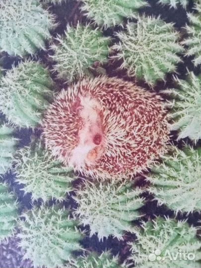 Разнорабочие